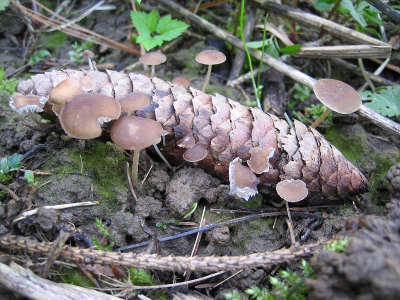 Strobilurus esculentus (Wulfen) Singer